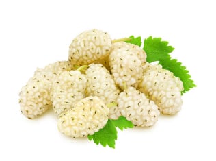 White Mulberry
